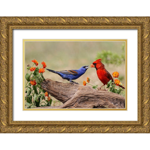 Blue grosbeak and male Northern cardinal fighting Rio Grande Valley-Texas Gold Ornate Wood Framed Art Print with Double Matting by Jones, Adam