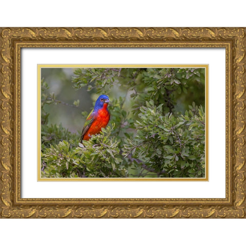 Painted bunting Rio Grande Valley-Texas Gold Ornate Wood Framed Art Print with Double Matting by Jones, Adam