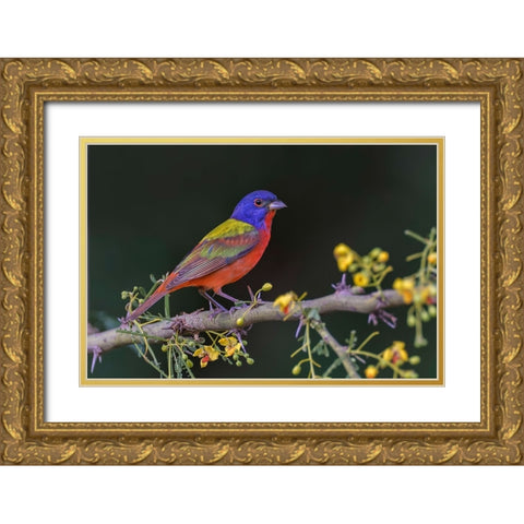 Male Painted bunting Rio Grande Valley-Texas Gold Ornate Wood Framed Art Print with Double Matting by Jones, Adam