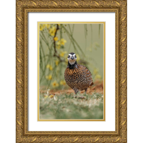 Male Bobwhite-Rio Grande Valley-Texas Gold Ornate Wood Framed Art Print with Double Matting by Jones, Adam
