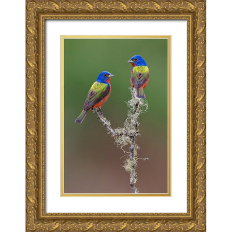 Pair of male Painted buntings Rio Grande Valley-Texas Gold Ornate Wood Framed Art Print with Double Matting by Jones, Adam