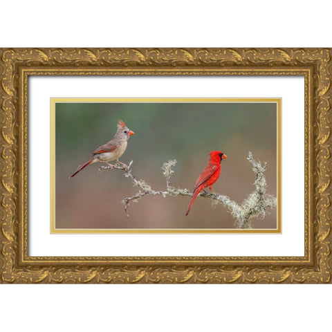 Male and female Northern Cardinals Rio Grande Valley-Texas Gold Ornate Wood Framed Art Print with Double Matting by Jones, Adam