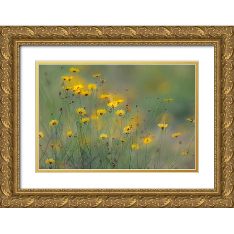 Soft focus view of coreopsis flowers-Rio Grande Valley-Texas Gold Ornate Wood Framed Art Print with Double Matting by Jones, Adam