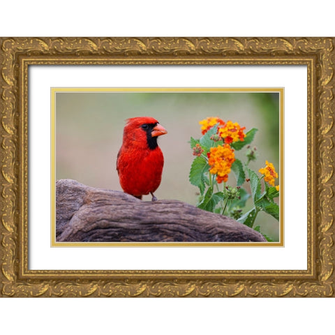 Male cardinal and flowers-Rio Grande Valley-Texas Gold Ornate Wood Framed Art Print with Double Matting by Jones, Adam