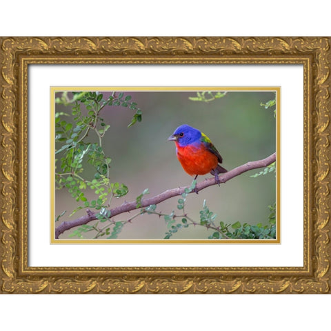 Painted bunting Rio Grande Valley-Texas Gold Ornate Wood Framed Art Print with Double Matting by Jones, Adam