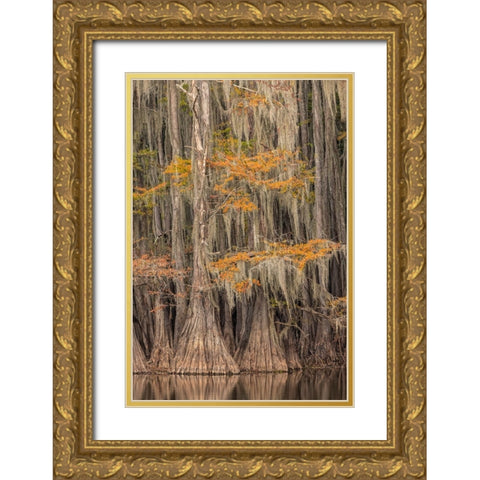 Bald Cypress tree draped in Spanish moss with fall colors Caddo Lake State Park-Uncertain-Texas Gold Ornate Wood Framed Art Print with Double Matting by Jones, Adam