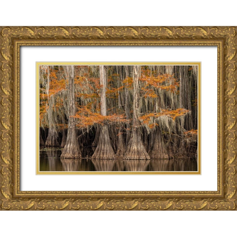 Bald Cypress tree draped in Spanish moss with fall colors Caddo Lake State Park-Uncertain-Texas Gold Ornate Wood Framed Art Print with Double Matting by Jones, Adam