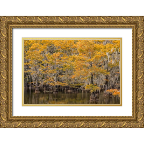 Bald Cypress tree draped in Spanish moss with fall colors Caddo Lake State Park-Uncertain-Texas Gold Ornate Wood Framed Art Print with Double Matting by Jones, Adam