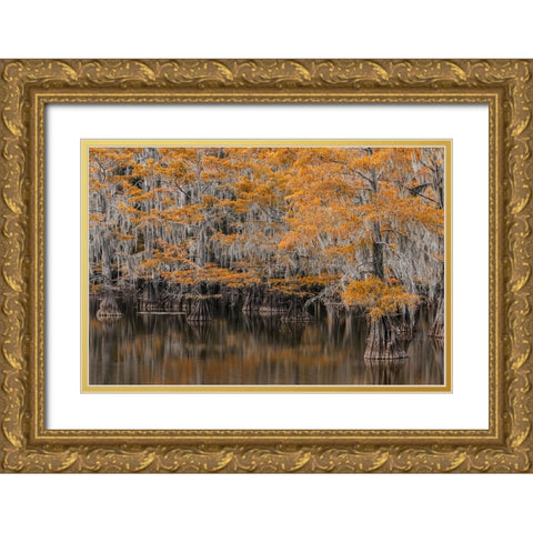 Bald Cypress tree draped in Spanish moss with fall colors Caddo Lake State Park-Uncertain-Texas Gold Ornate Wood Framed Art Print with Double Matting by Jones, Adam