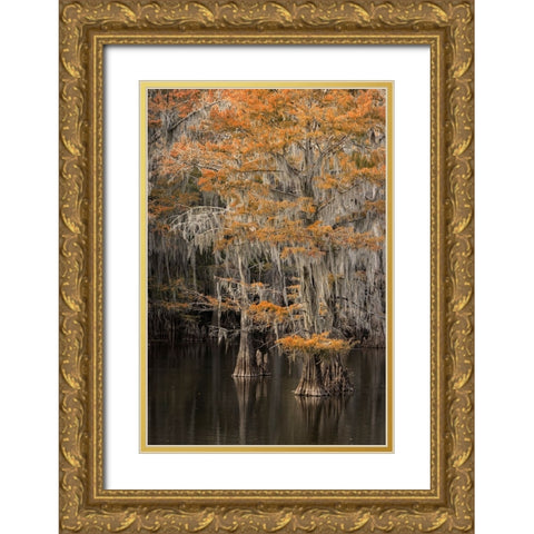 Bald Cypress tree draped in Spanish moss with fall colors Caddo Lake State Park-Uncertain-Texas Gold Ornate Wood Framed Art Print with Double Matting by Jones, Adam