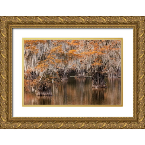Bald Cypress tree draped in Spanish moss with fall colors Caddo Lake State Park-Uncertain-Texas Gold Ornate Wood Framed Art Print with Double Matting by Jones, Adam