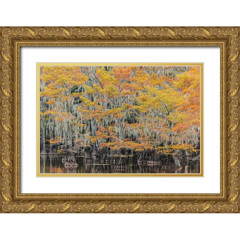 Bald Cypress tree draped in Spanish moss with fall colors Caddo Lake State Park-Uncertain-Texas Gold Ornate Wood Framed Art Print with Double Matting by Jones, Adam