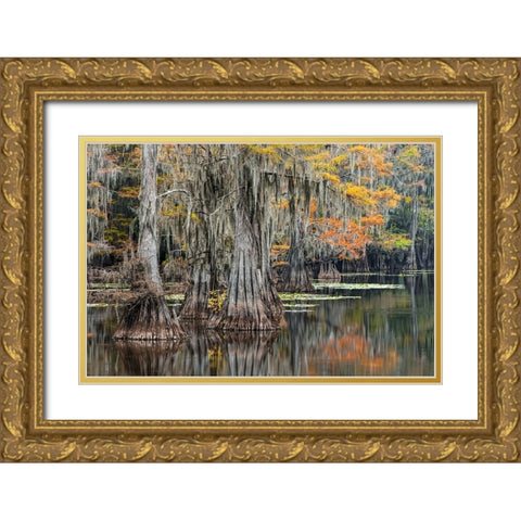 Bald Cypress tree draped in Spanish moss with fall colors Caddo Lake State Park-Uncertain-Texas Gold Ornate Wood Framed Art Print with Double Matting by Jones, Adam