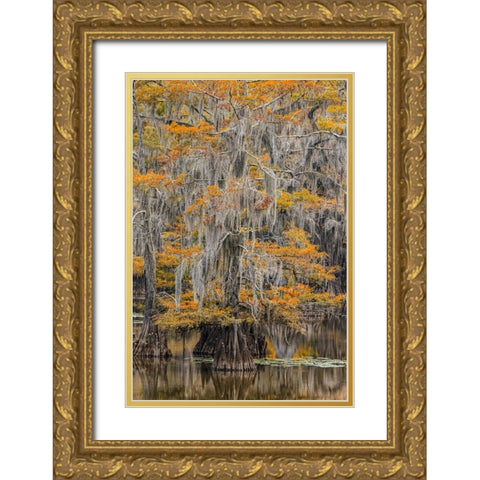Bald Cypress tree draped in Spanish moss with fall colors Caddo Lake State Park-Uncertain-Texas Gold Ornate Wood Framed Art Print with Double Matting by Jones, Adam