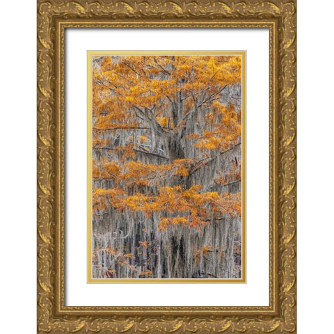 Bald Cypress tree draped in Spanish moss with fall colors Caddo Lake State Park-Uncertain-Texas Gold Ornate Wood Framed Art Print with Double Matting by Jones, Adam