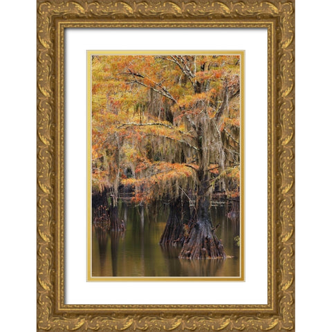 Bald Cypress tree draped in Spanish moss with fall colors Caddo Lake State Park-Uncertain-Texas Gold Ornate Wood Framed Art Print with Double Matting by Jones, Adam