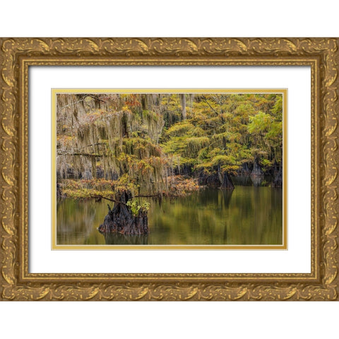 Bald Cypress tree draped in Spanish moss with fall colors Caddo Lake State Park-Uncertain-Texas Gold Ornate Wood Framed Art Print with Double Matting by Jones, Adam