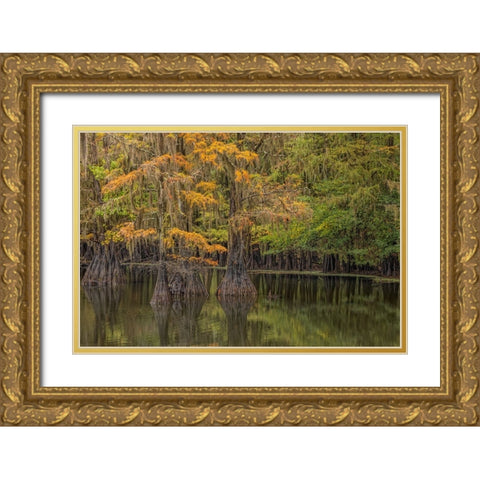 Bald Cypress tree draped in Spanish moss with fall colors Caddo Lake State Park-Uncertain-Texas Gold Ornate Wood Framed Art Print with Double Matting by Jones, Adam