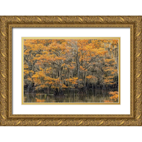 Bald Cypress tree draped in Spanish moss with fall colors Caddo Lake State Park-Uncertain-Texas Gold Ornate Wood Framed Art Print with Double Matting by Jones, Adam