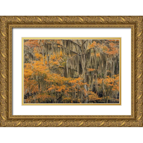Bald Cypress tree draped in Spanish moss with fall colors Caddo Lake State Park-Uncertain-Texas Gold Ornate Wood Framed Art Print with Double Matting by Jones, Adam