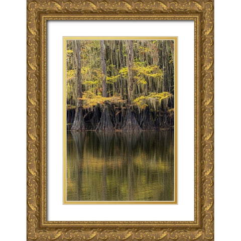 Bald Cypress tree draped in Spanish moss with fall colors Caddo Lake State Park-Uncertain-Texas Gold Ornate Wood Framed Art Print with Double Matting by Jones, Adam