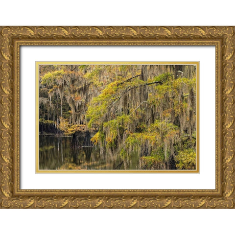 Bald Cypress tree draped in Spanish moss with fall colors Caddo Lake State Park-Uncertain-Texas Gold Ornate Wood Framed Art Print with Double Matting by Jones, Adam