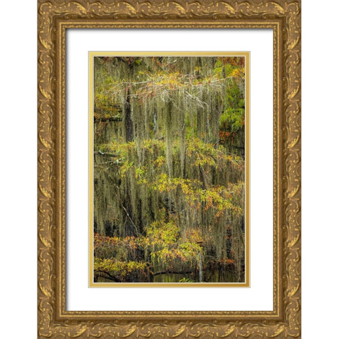 Bald Cypress tree draped in Spanish moss with fall colors Caddo Lake State Park-Uncertain-Texas Gold Ornate Wood Framed Art Print with Double Matting by Jones, Adam