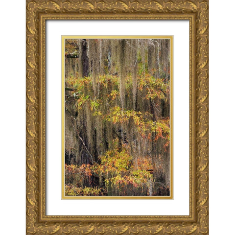 Bald Cypress tree draped in Spanish moss with fall colors Caddo Lake State Park-Uncertain-Texas Gold Ornate Wood Framed Art Print with Double Matting by Jones, Adam