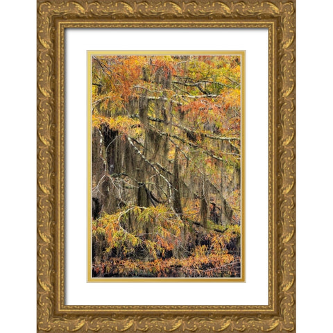 Bald Cypress tree draped in Spanish moss with fall colors Caddo Lake State Park-Uncertain-Texas Gold Ornate Wood Framed Art Print with Double Matting by Jones, Adam