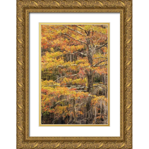 Bald Cypress tree draped in Spanish moss with fall colors Caddo Lake State Park-Uncertain-Texas Gold Ornate Wood Framed Art Print with Double Matting by Jones, Adam
