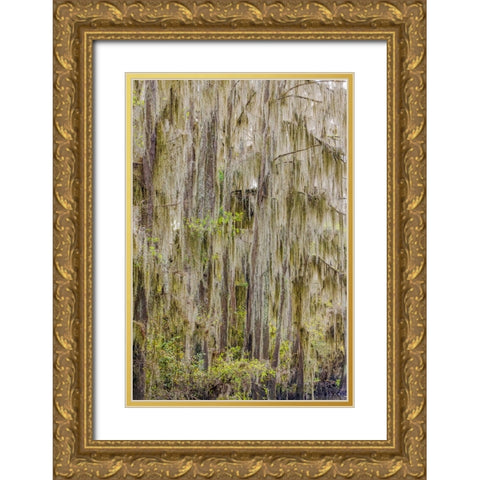 Bald cypress trees draped in Spanish moss in autumn lining Government Ditch Caddo Lake Gold Ornate Wood Framed Art Print with Double Matting by Jones, Adam