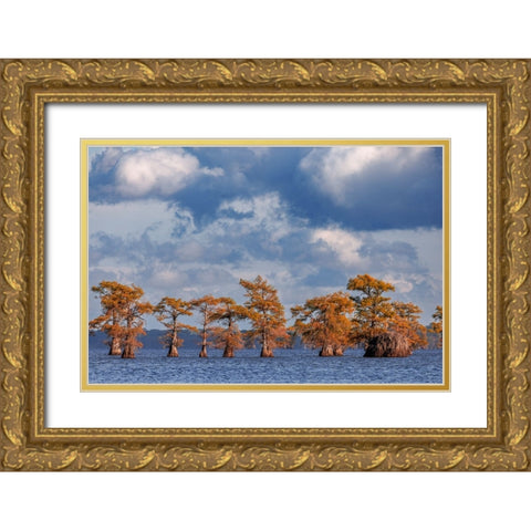 Bald cypress trees in autumn Caddo Lake-Uncertain-Texas Gold Ornate Wood Framed Art Print with Double Matting by Jones, Adam