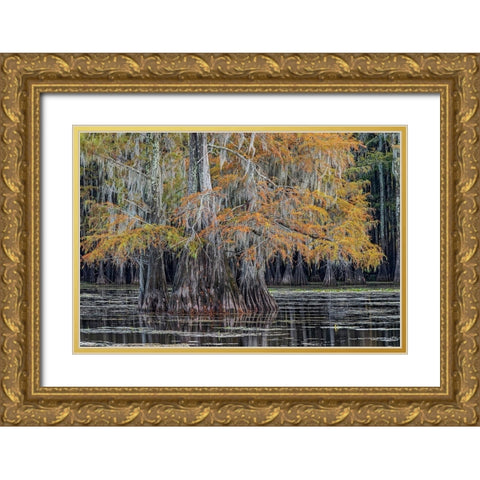 Bald cypress trees in autumn Caddo Lake-Uncertain-Texas Gold Ornate Wood Framed Art Print with Double Matting by Jones, Adam