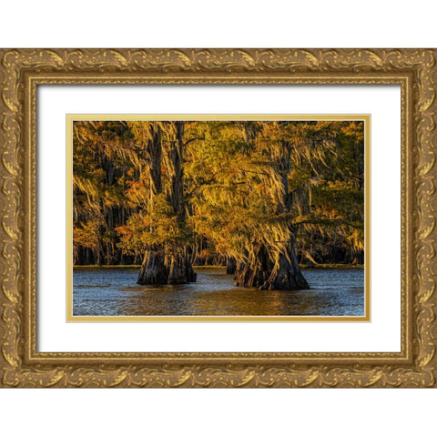 Bald cypress trees in autumn colors at sunset Caddo Lake-Uncertain-Texas Gold Ornate Wood Framed Art Print with Double Matting by Jones, Adam
