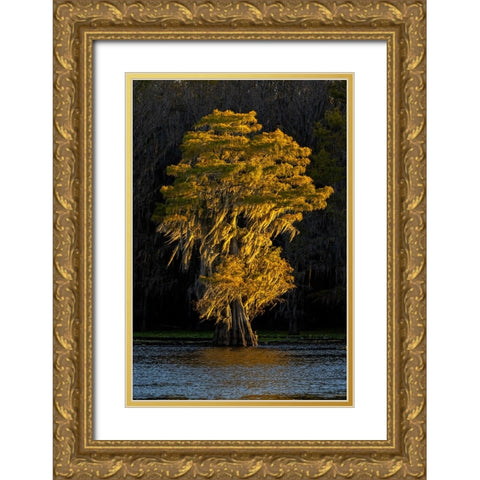 Bald cypress trees in autumn colors at sunset Caddo Lake-Uncertain-Texas Gold Ornate Wood Framed Art Print with Double Matting by Jones, Adam