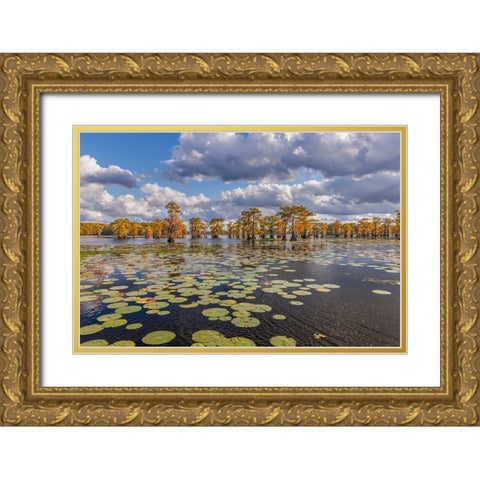 Bald cypress trees in autumn and lily-ads Caddo Lake-Uncertain-Texas Gold Ornate Wood Framed Art Print with Double Matting by Jones, Adam