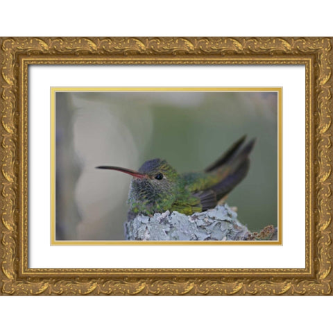 TX, Raymondville Buff-bellied hummingbird sits Gold Ornate Wood Framed Art Print with Double Matting by Morris, Arthur
