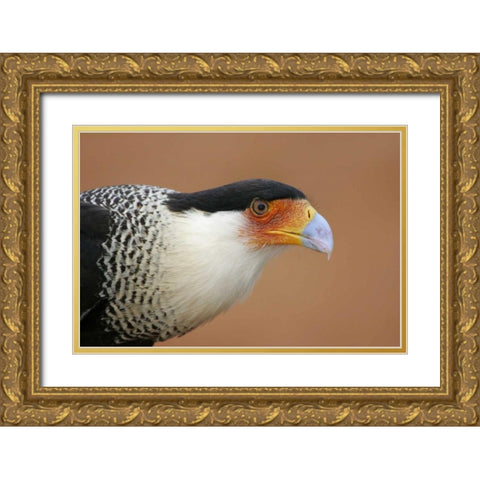 TX, Linn Crested caracara head against red dirt Gold Ornate Wood Framed Art Print with Double Matting by Morris, Arthur