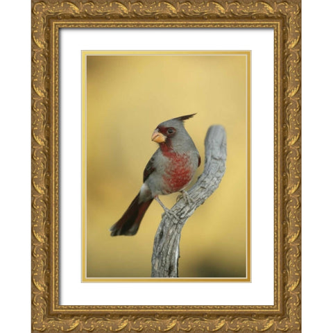 Texas, Roma Phyrrhuloxia bird on tree branch Gold Ornate Wood Framed Art Print with Double Matting by Morris, Arthur