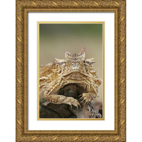 TX, Linn, Cozad Ranch Horned lizard on a stump Gold Ornate Wood Framed Art Print with Double Matting by Morris, Arthur