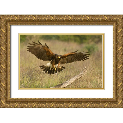 TX, Edinburgh Harris hawk in flight landing Gold Ornate Wood Framed Art Print with Double Matting by Welling, Dave