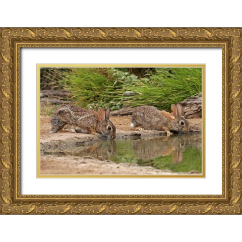 TX, Starr Co, Pair of cottontail rabbits drink Gold Ornate Wood Framed Art Print with Double Matting by Illg, Cathy and Gordon