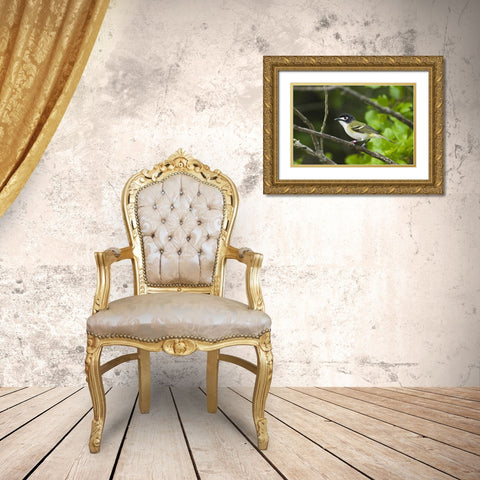 TX, Balcones Canyonlands NWR Black-capped vireo Gold Ornate Wood Framed Art Print with Double Matting by Welling, Dave