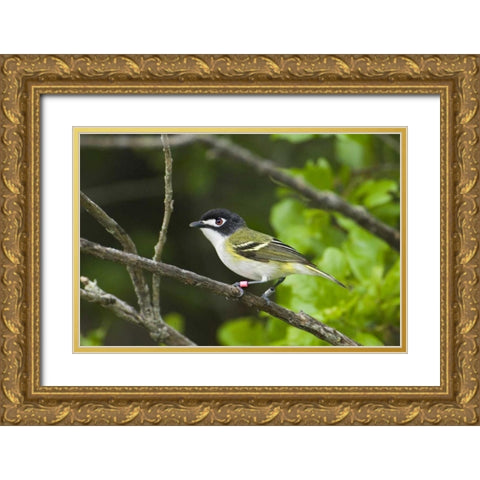 TX, Balcones Canyonlands NWR Black-capped vireo Gold Ornate Wood Framed Art Print with Double Matting by Welling, Dave
