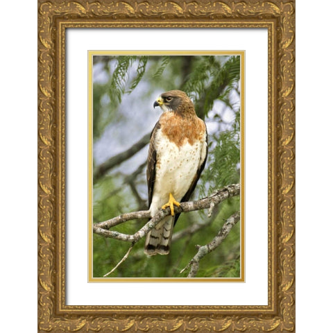 TX, Edinburgh Swainsons hawk on tree limb Gold Ornate Wood Framed Art Print with Double Matting by Welling, Dave