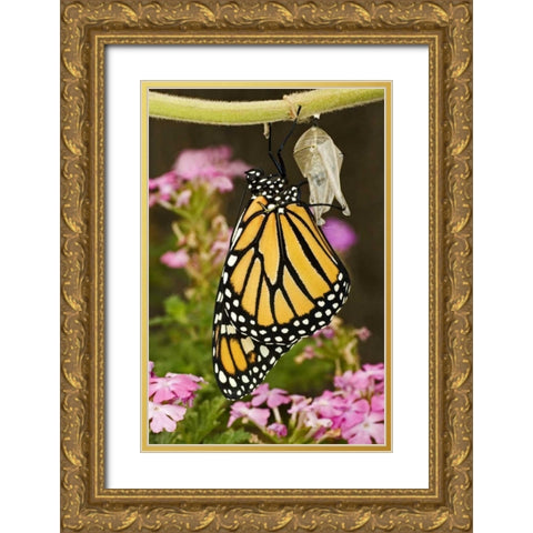 TX, Hill Country Monarch butterfly just hatched Gold Ornate Wood Framed Art Print with Double Matting by Welling, Dave