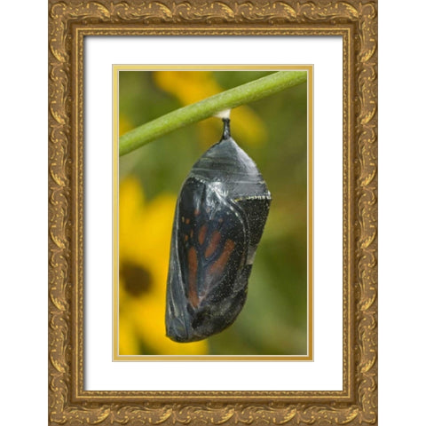 TX, Hill Country Monarch butterfly chrysalis Gold Ornate Wood Framed Art Print with Double Matting by Welling, Dave
