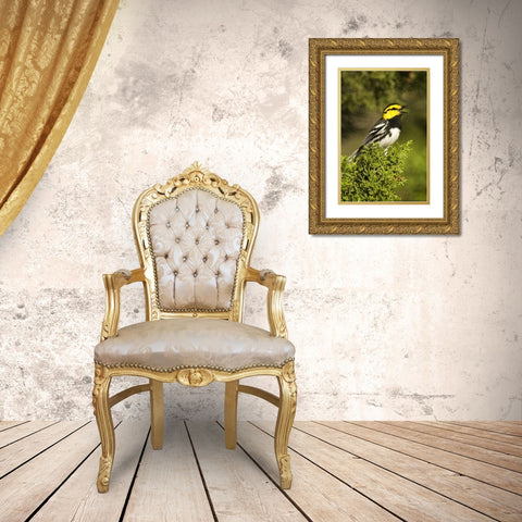 TX, Hill Country, Golden-cheek warbler singing Gold Ornate Wood Framed Art Print with Double Matting by Welling, Dave