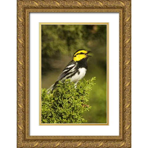 TX, Hill Country, Golden-cheek warbler singing Gold Ornate Wood Framed Art Print with Double Matting by Welling, Dave