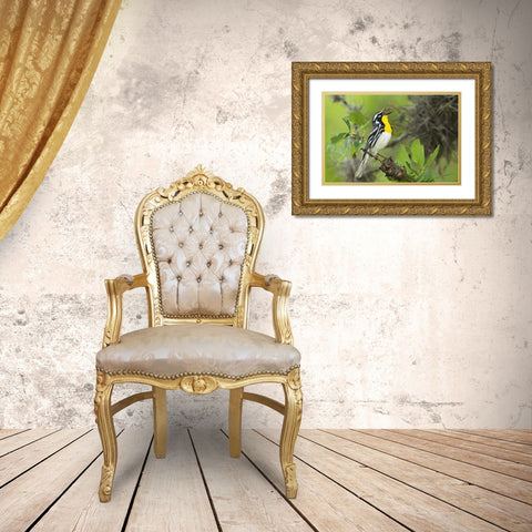 TX, Hill Country Yellow-throated warbler singing Gold Ornate Wood Framed Art Print with Double Matting by Welling, Dave